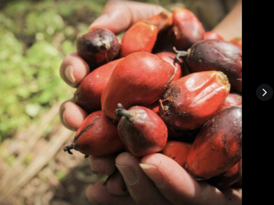 Souza Palm Oil Production - Marche Logpom, Douala, Cameroon - best palm oil shops in Douala, Cameroon - Douala, Cameroon palm oil - food shops in Douala, Cameroon