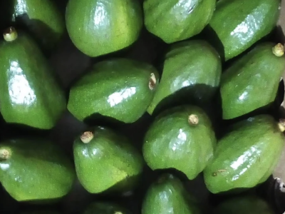 CRISGROW UGANDA LTD (Trading as Lavado ) - Busega kibumbiro, kibumbiro, Uganda - fresh fruits shops in kibumbiro, Uganda - Exotic fruits and Vegetables shops in kibumbiro, Uganda - kibumbiro, Uganda avocado pili pili pineapples banana